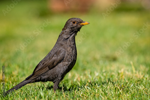 Close up side view of female blackbird on grass