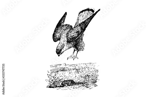KESTREL (Falco tinnunculus) - Vintage Engraved Illustration 1889