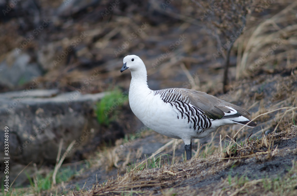 Upland goose in the Torres del Paine National Park. Upland goose in the Torres del Paine National Park.