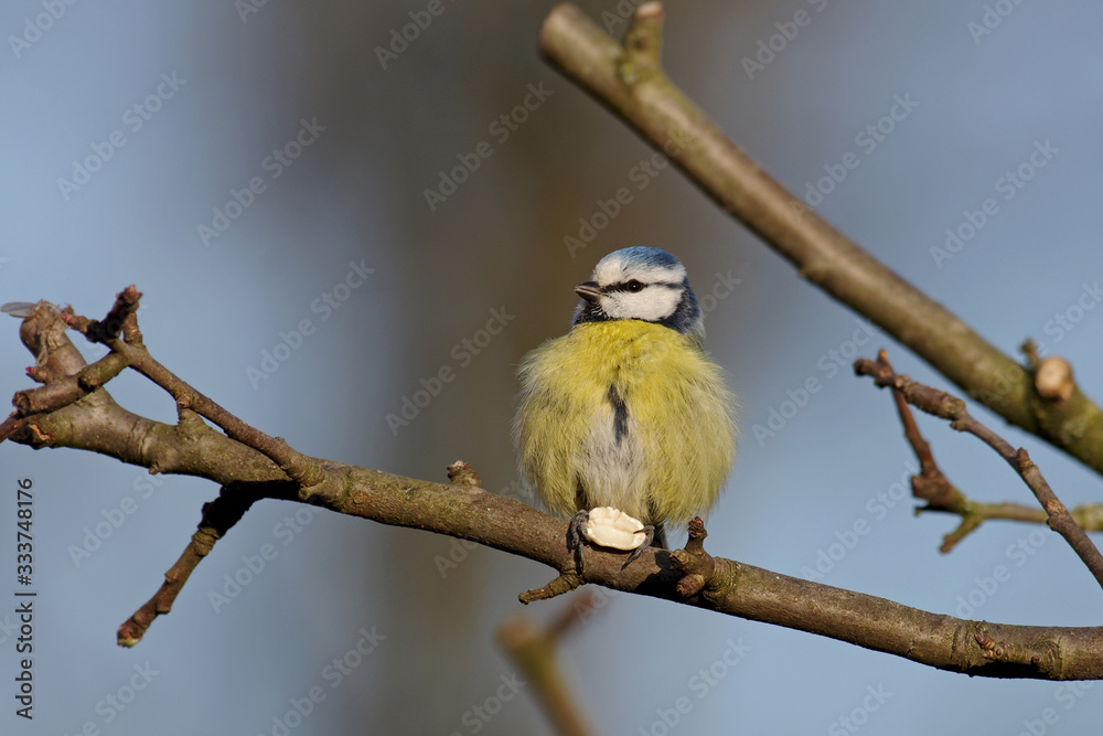 Fototapeta premium blaumeise mit einem sonnenblumenkern
