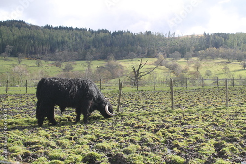 Longhorn cattle living in the fields
