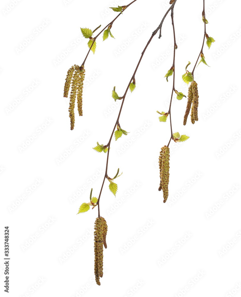 Naklejka premium Blooming birch in spring, branch with leaves and seeds isolated on white background