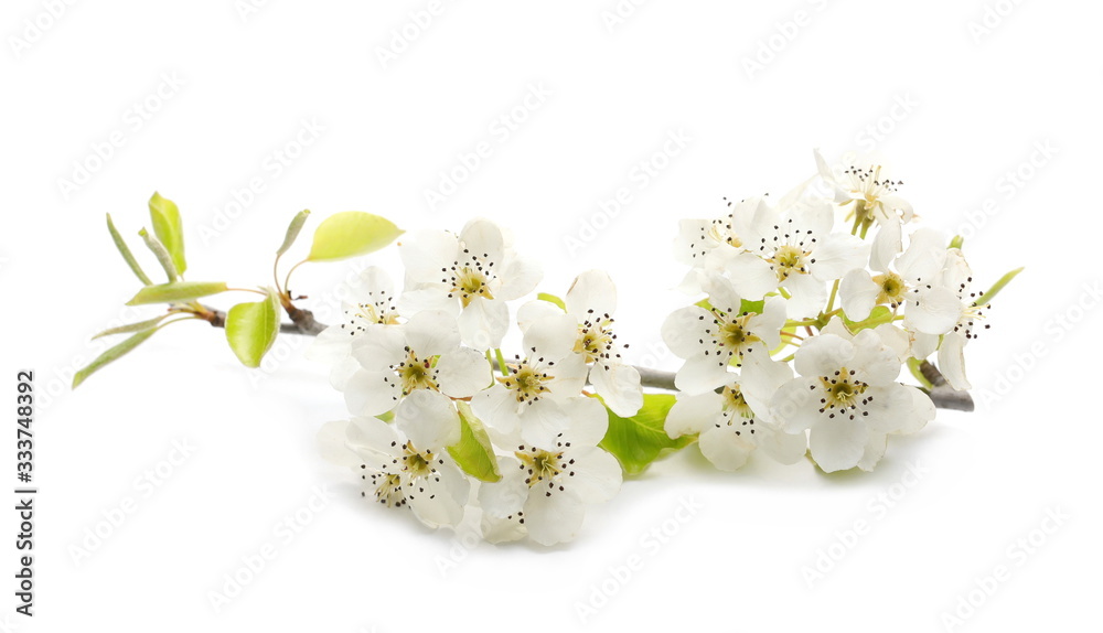 Blooming fruit tree flowers isolated on white background, with clipping path Blooming fruit tree flowers isolated on white background, with clipping path