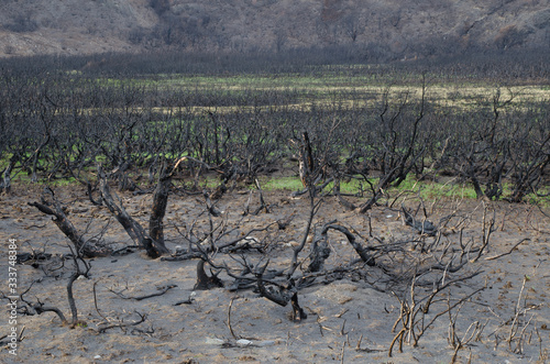 Fotografija Burned scrubland in the forest fire of 2011-2012.