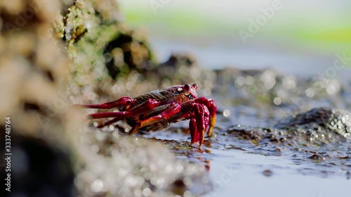 closeup of red Sally Lightfoot Crab feeding on black lava rock photo