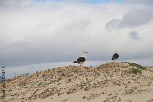 A couple of seagulls on the dunes in front of a dramatic sky. On Sonwabi Beach, at the beautiful and wide False Bay near Cape Town.  © utamaria