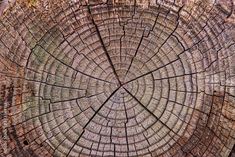 Fototapeta premium Old Wood Tree Rings worn texture, weathered section of wood with cracked rings and amazing detailed textured natural background
