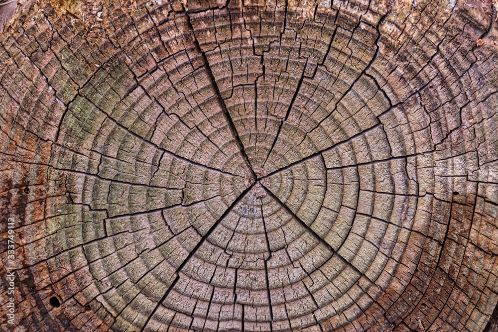 Old Wood Tree Rings worn texture, weathered section of wood with cracked rings and amazing detailed textured natural background