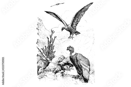 CONDOR (Sarcoramphus gryphus) - Vintage Engraved Illustration 1889 photo
