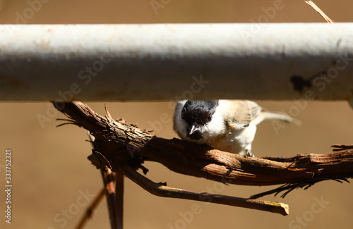 Willow tit peeks out in ambush between a pipe and a vine photo