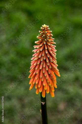 Torch Lily, Red Hot Poker, Rocket Flower / Fackellilie 'Alcazar' (Kniphofia uvaria)