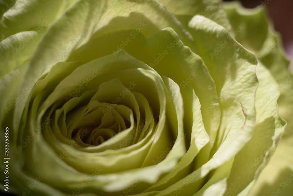 closeup of light green rose closeup of light green rose