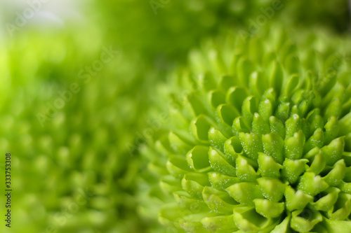 closeup of green plant