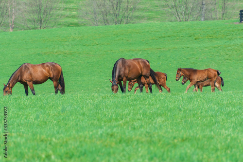 Mares and foals on horse farm
