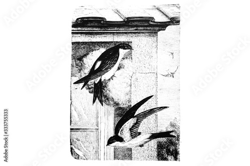 Fotografia HOUSE MARTIN (Chelidon urbica) - Vintage Engraved Illustration 1889