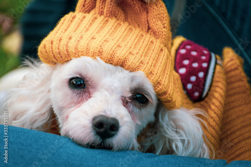 Close up a cara de perro french poodle con vista perdida y usando un gorro amarillo photo