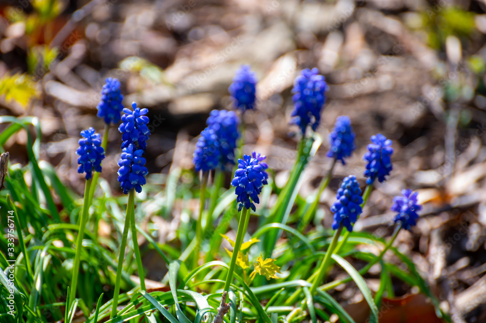 Spring blue flowers growing in forest Spring blue flowers growing in forest
