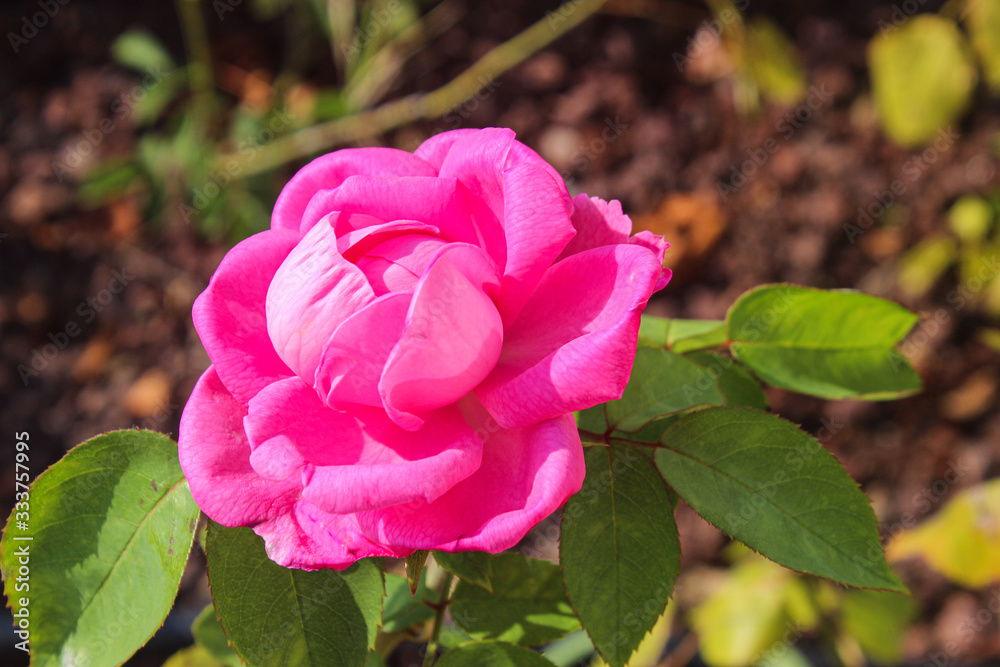 rose flower pink garden nature, red rose flower pink garden nature, red