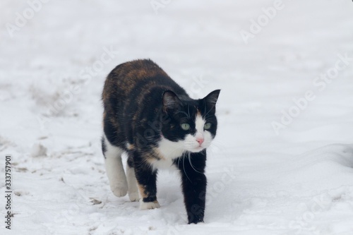 Street cat walking on the snow