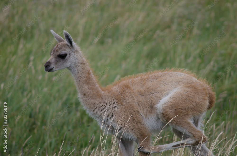 Cub of guanaco Lama guanicoe scratching in a meadow. Cub of guanaco Lama guanicoe scratching in a meadow.
