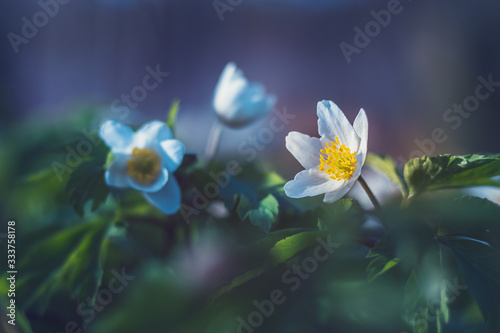 Anemone nemorosa - white flowers with green leaves, close up view