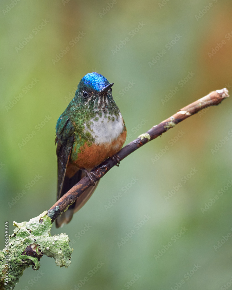 Hummingbird resting on a small branch Hummingbird resting on a small branch