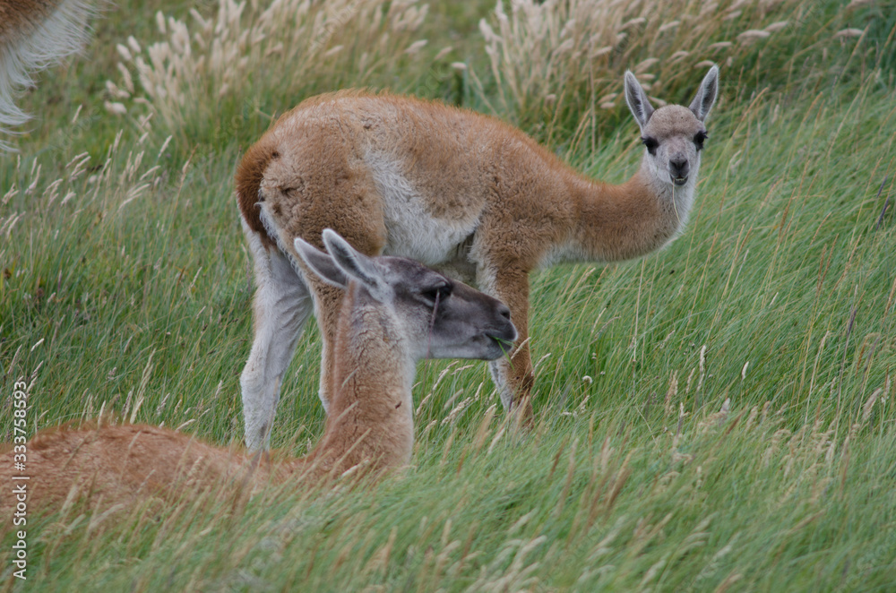 Female guanaco Lama guanicoe with its cub. Female guanaco Lama guanicoe with its cub.