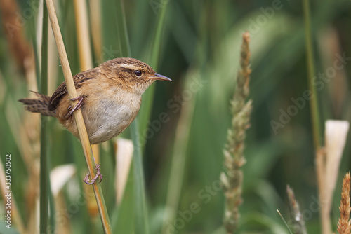 Schilderij op canvas Small wren perched on grass spikes