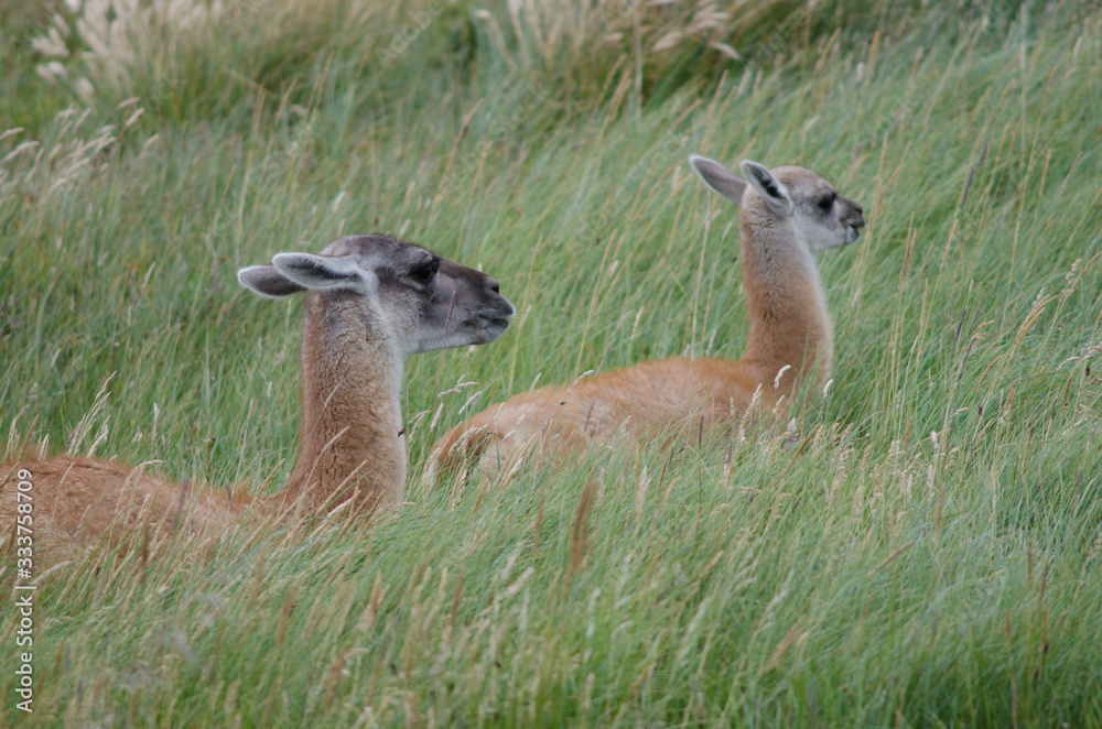 Obraz premium Female guanaco Lama guanicoe with its cub resting.