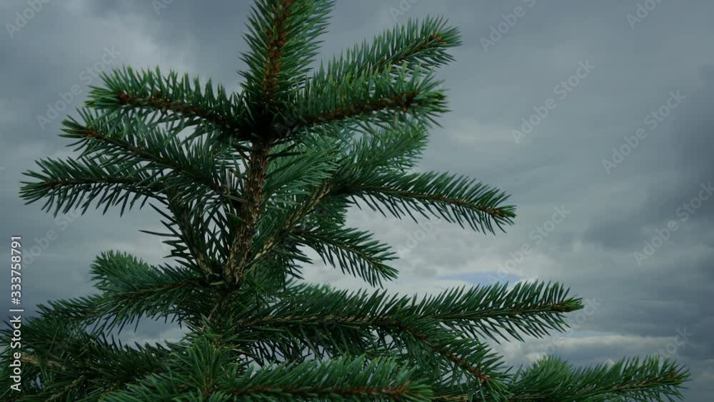 Passing Pine Tree Closeup Shot Passing Pine Tree Closeup Shot