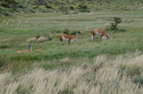 Females guanacos Lama guanicoe with theirs cubs.