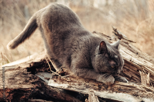 Gray cat on a wooden beam. Copy, empty space for text