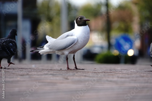 seagull gliding in front of blue sky Cuxhaven
