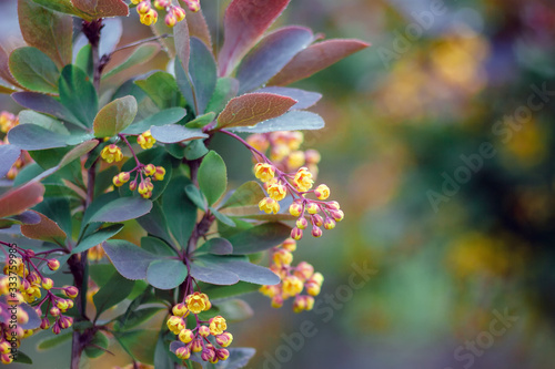 Beautiful photo of a bush with yellow flowers of mahonia after rain with selective focus and bokeh photo