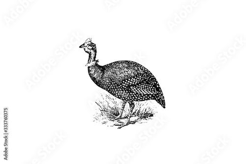 HELMETED GUINEAFOWL (Numida meleagris) - Vintage Engraved Illustration 1889 photo