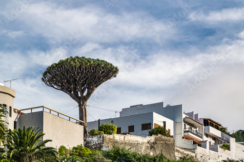 Icod de Vinos, Tenerife, Spain - December 18, 2019: White typical canarian houses in small village of Icod de Vinos with the tall dracaena drago tree sticking out.