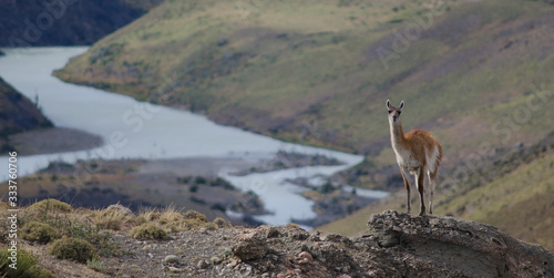 Guanaco and Paine river in the background. © Víctor