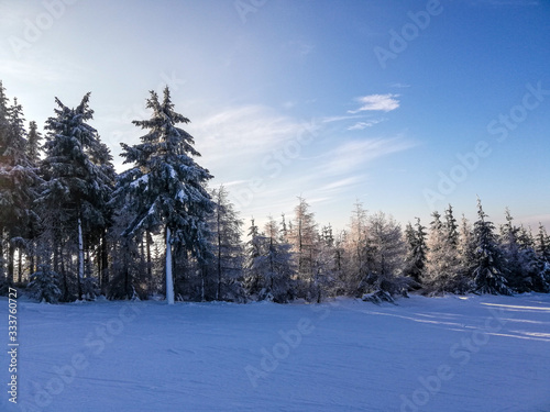 Group of trees in Harrachov slopes