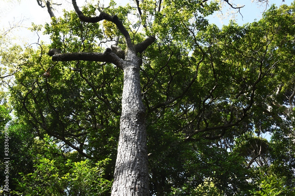 Naklejka premium Sawtooth oak (Quercus acutissima) / Fagaceae deciduous tall tree.