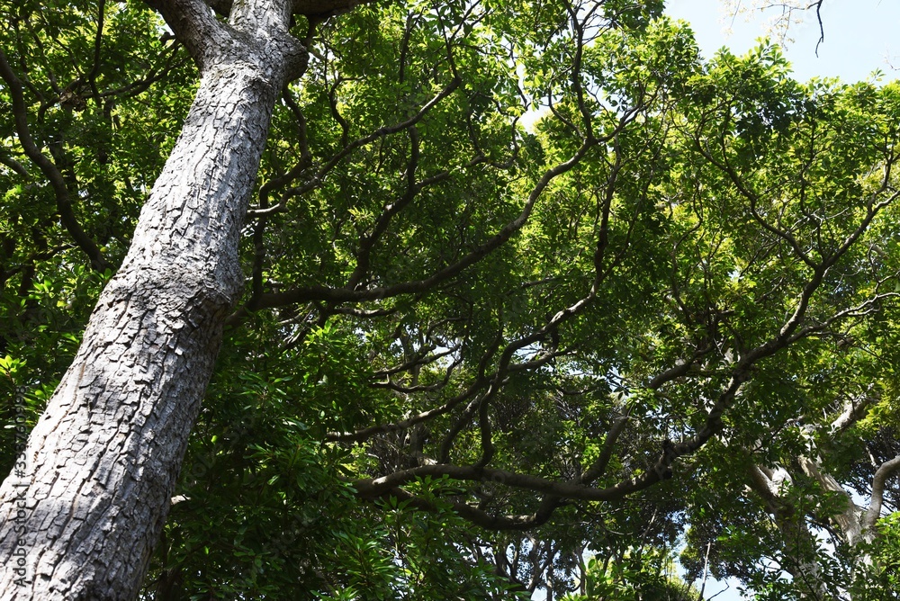 Fototapeta premium Sawtooth oak (Quercus acutissima) / Fagaceae deciduous tall tree.