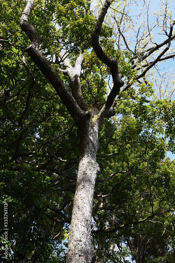 Sawtooth oak (Quercus acutissima) / Fagaceae deciduous tall tree. Sawtooth oak (Quercus acutissima) / Fagaceae deciduous tall tree.