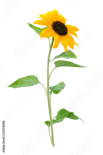 Beautiful yellow sunflower isolated on a white background