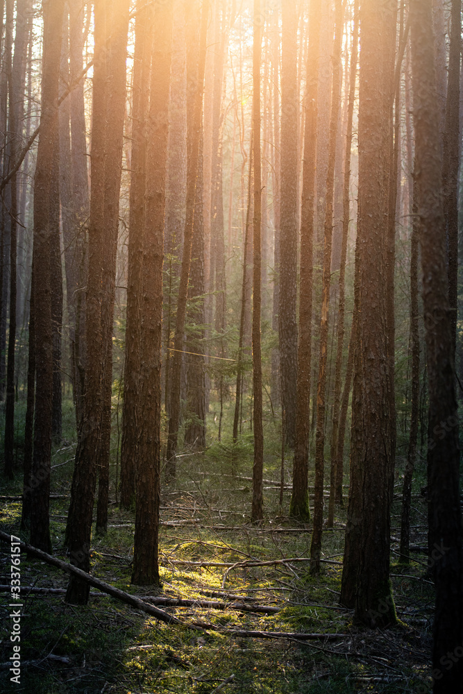 Sunlight breaking through the canopee