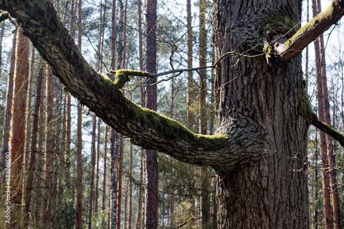 Oak branch overgrown with moss
