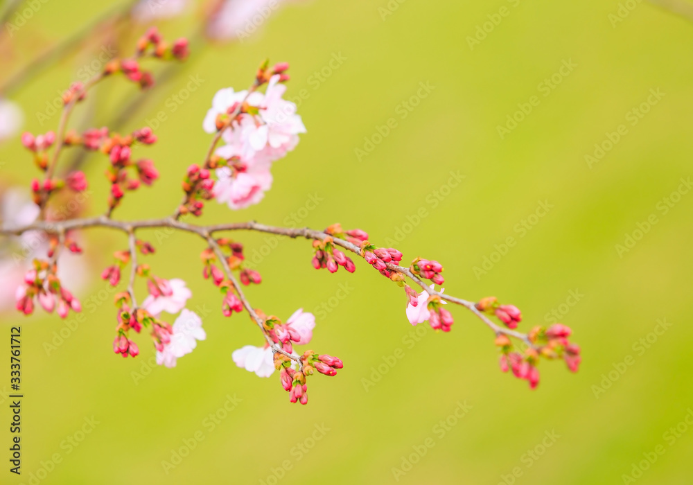 Spring blossoms, beautiful flowers with blured green grass on background Spring blossoms, beautiful flowers with blured green grass on background