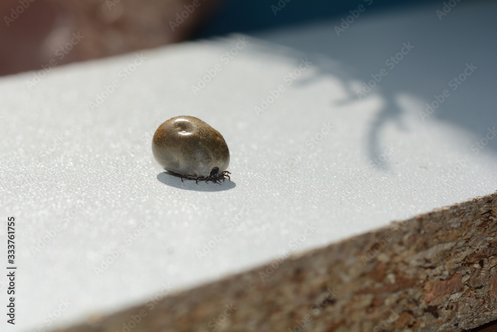 Tick - soaked with blood on a white background Tick - soaked with blood on a white background