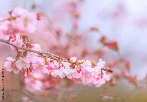 Spring blossoms, beautiful flowers with blue sky background