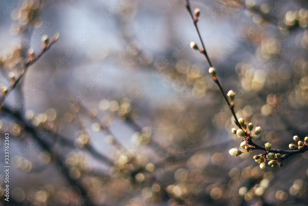 Flowering tree covered with flowers, buds, buds and leaves. Blue sky on the background. White Cherry Blossoms Flowering tree covered with flowers, buds, buds and leaves. Blue sky on the background. White Cherry Blossoms