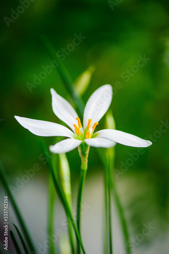 Little delicate white flowers blossom on blurred green grass background   soft focus macro spring natural floral backdrop  summer season nature . Close-up.