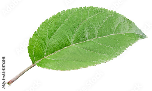 Apple leaves isolated on white